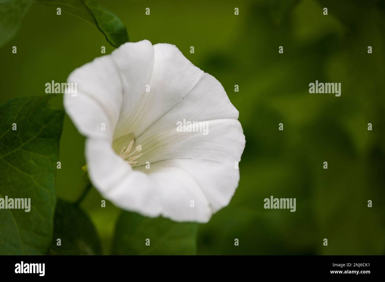 Close up of a white bindweed flower Stock Photo
