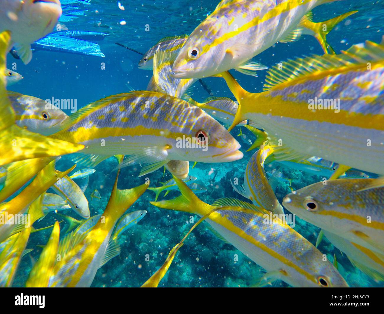 Close-up of a yellow snapper unsurrounded by other snappers in the light-sprinkled sea. Stock Photo