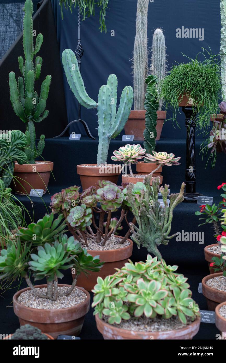 Cactus and succulent display in terracotta pots, from the Chelsea Flower Show 2021 Stock Photo