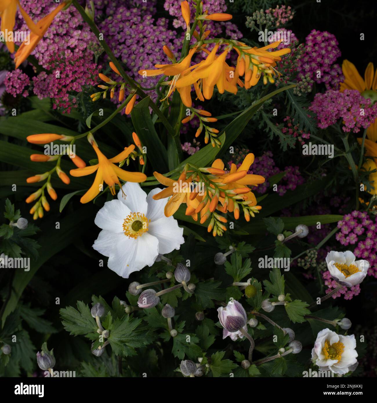 White, orange, pink flowers. White anemone flowers and buds, orange freesia flowers and buds, pink flowering shrubs, green foliage, black background. Stock Photo