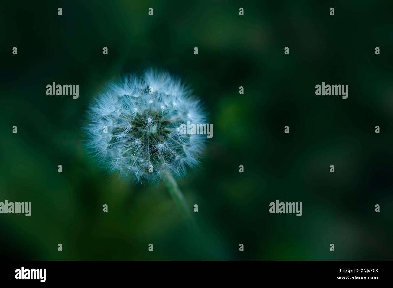 Close up of a dandelion in flower field Stock Photo