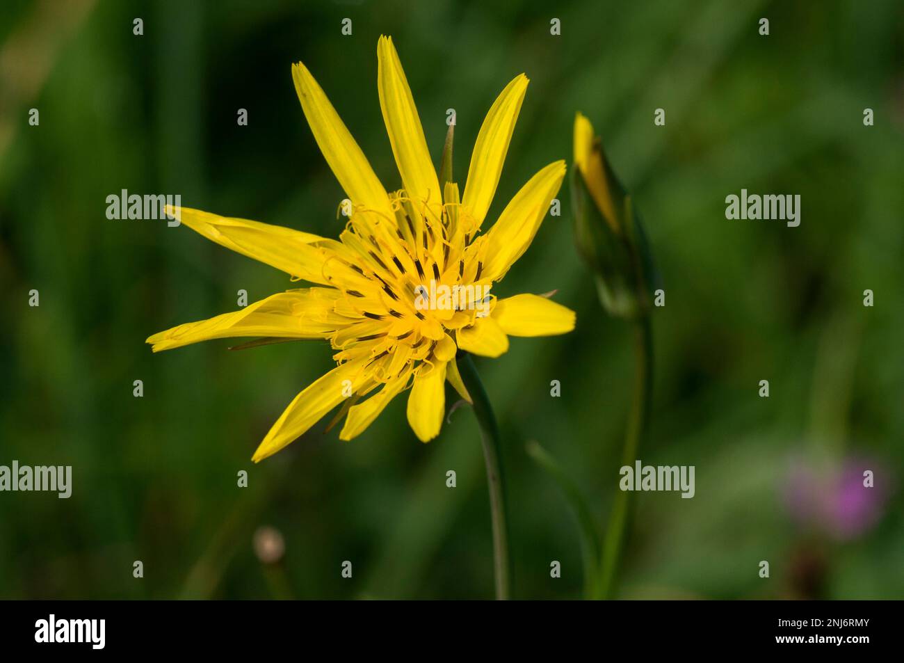 Dragopogon pratensis flower close-up Stock Photo