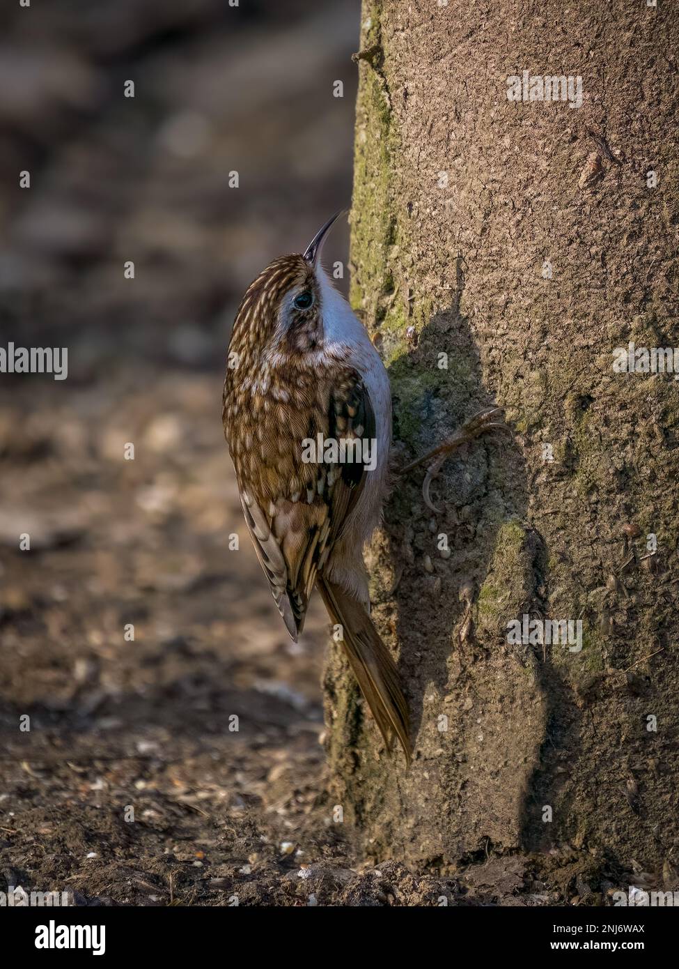Tree Creeper (Certhia familiaris Stock Photo Alamy