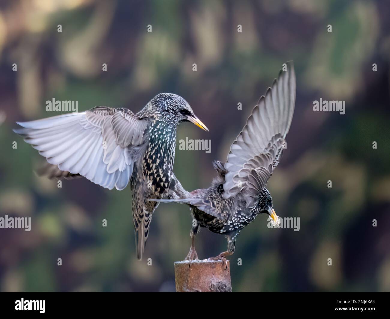 Birds Fighting Pattern Birds fighting hi-res stock photography and images - Alamy