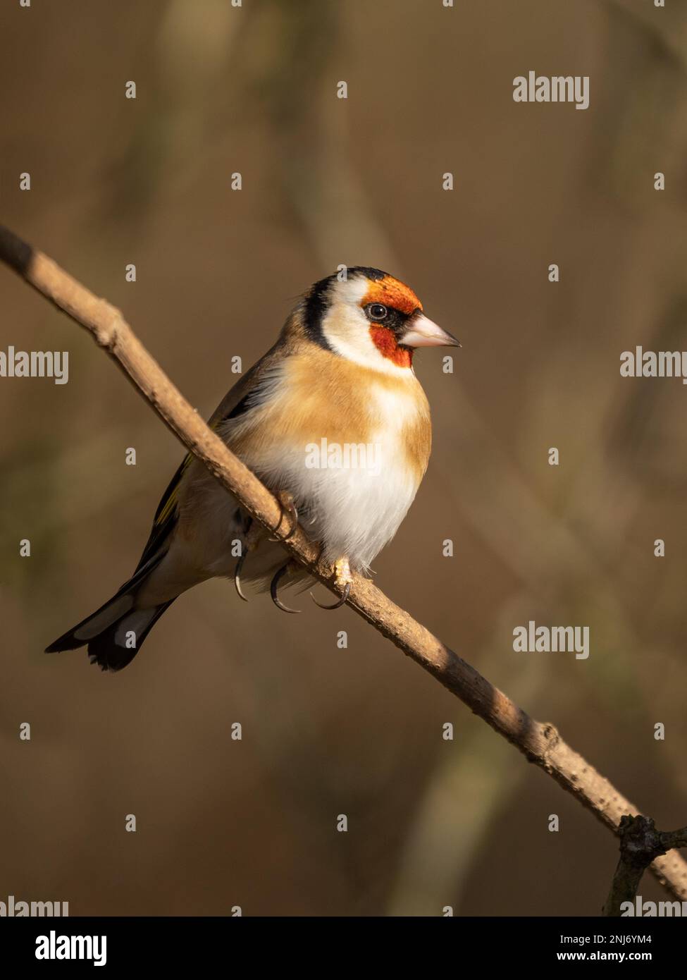 Goldfinch (Carduelis Carduelis) Stock Photo