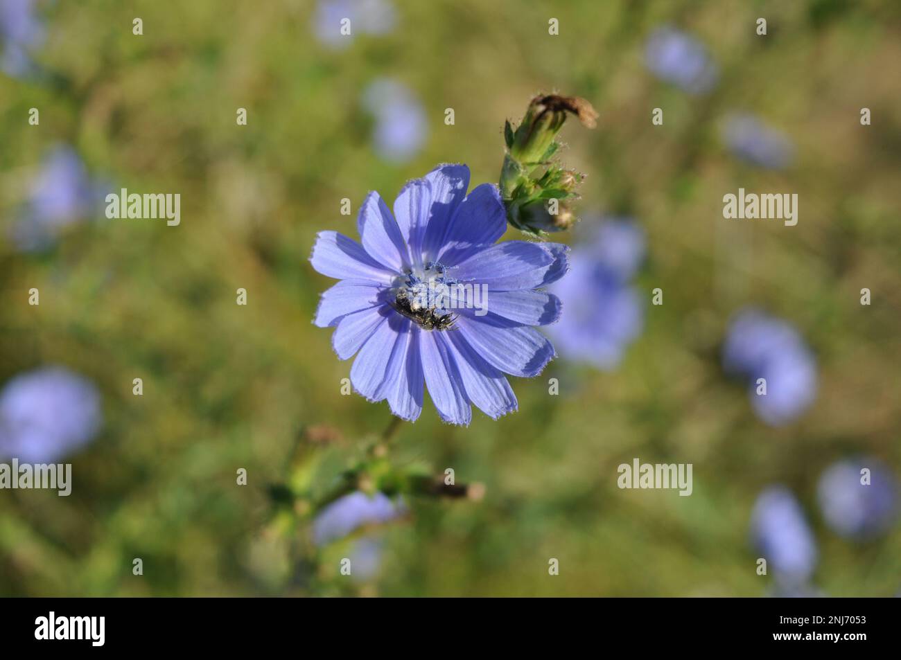 Wild chicory flower with wasp in the foreground Stock Photo