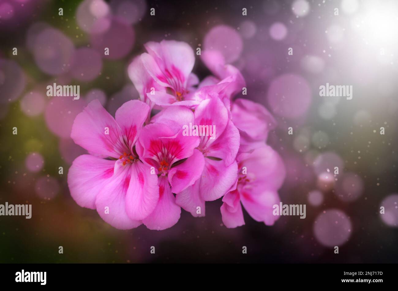 Bunch of pink geraniums with a blurred background Stock Photo