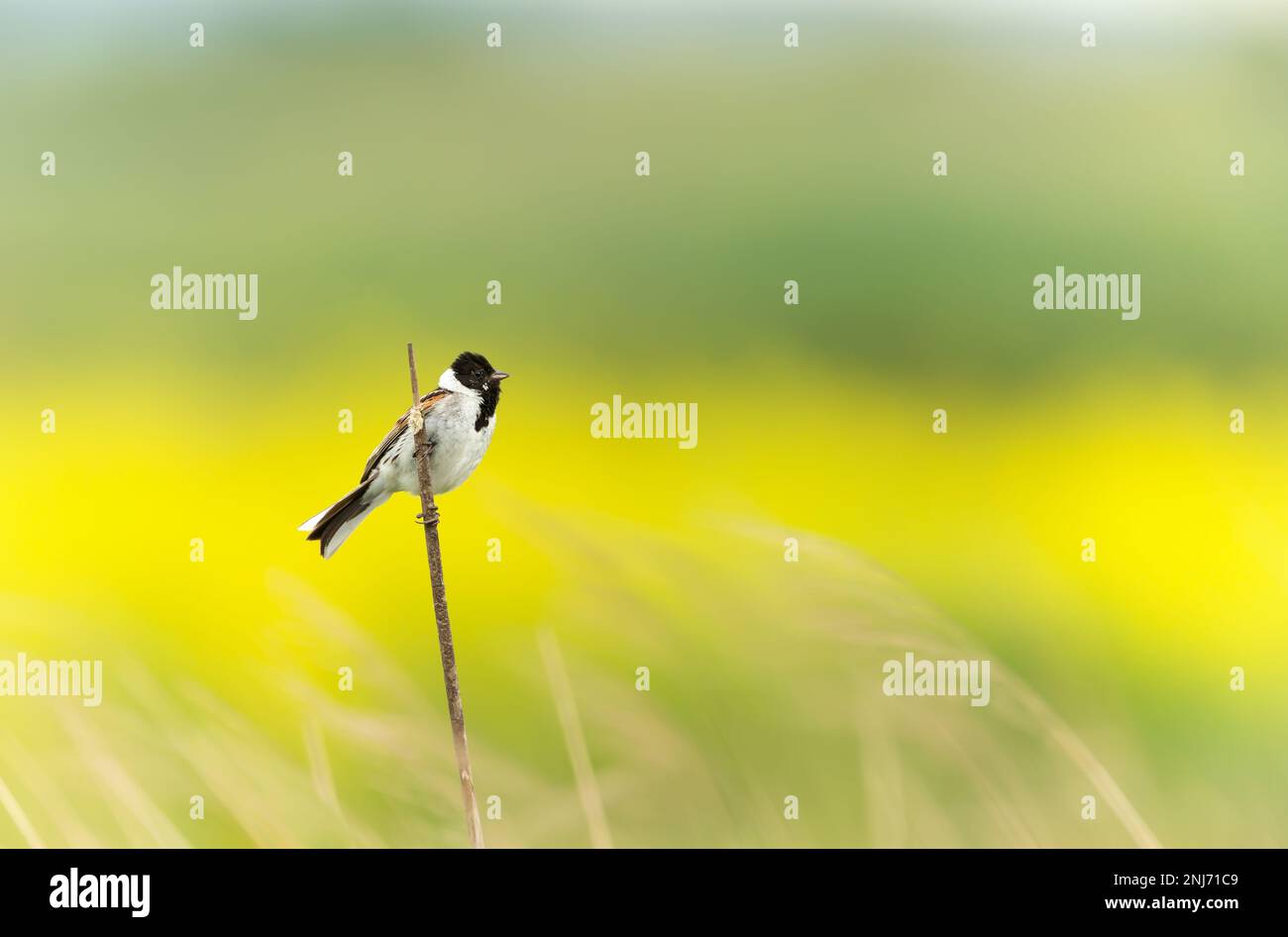 Common reed bunting perched on a reed, UK Stock Photo Alamy
