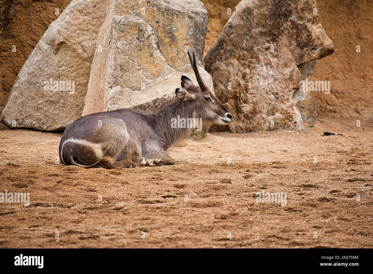 Full body of a lying antelope in a sandy environment, rocks in the background. Stock Photo
