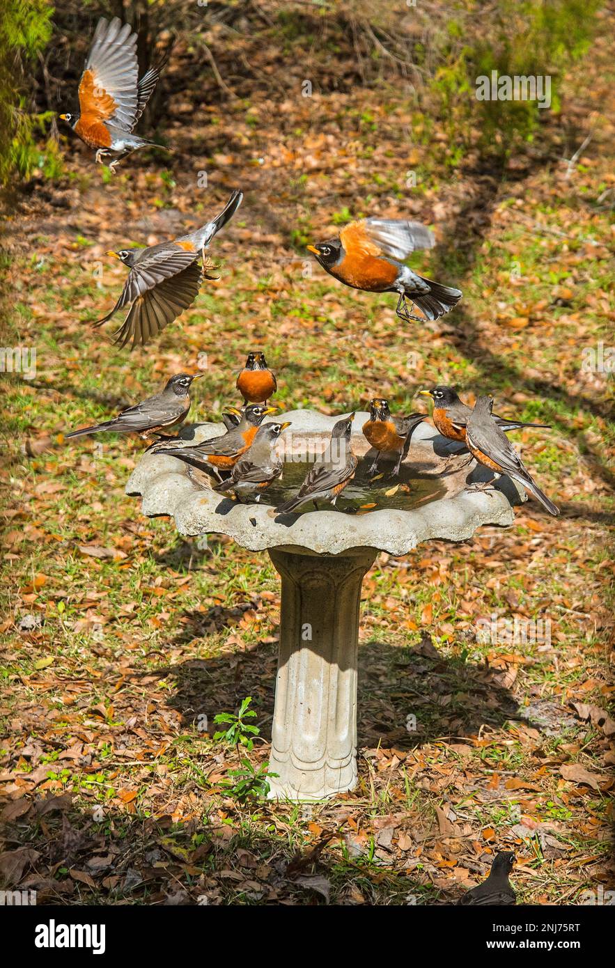 Robins invade a backyard bird bath in North Florida in the winter. Stock Photo
