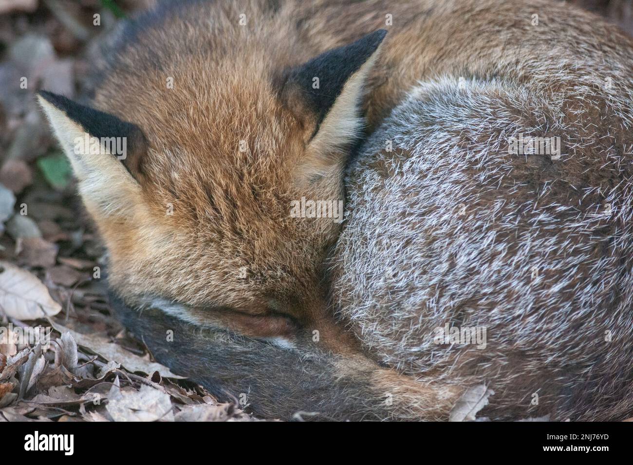 London, UK, a fox sleeps curled up amongst fallen leaves in a flowerbed next to the decking of a