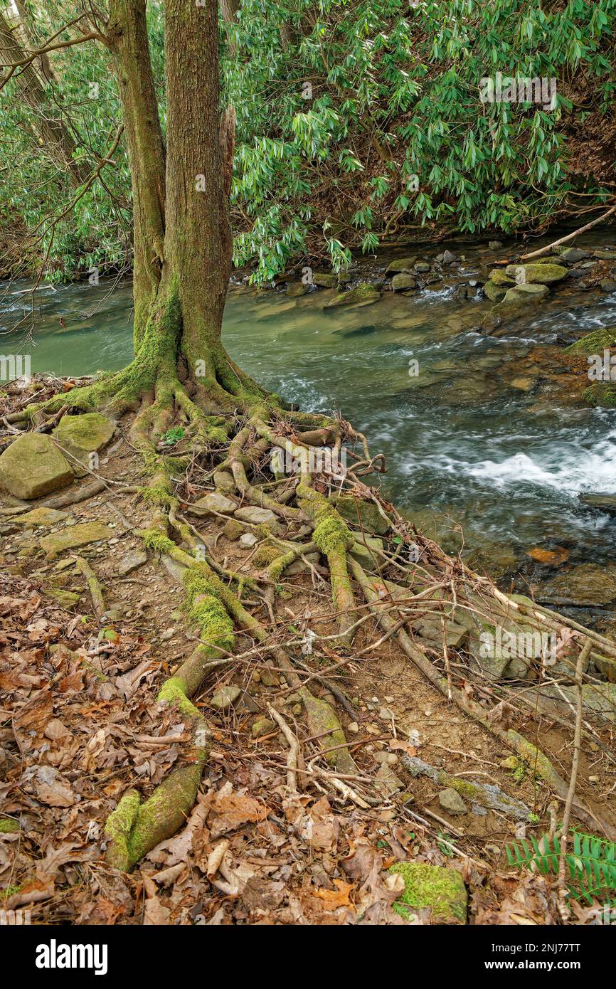 A tree covered with moss and with its roots exposed due to erosion along the creek surrounded by rocks and fallen leaves with rhododendrons in the bac Stock Photo