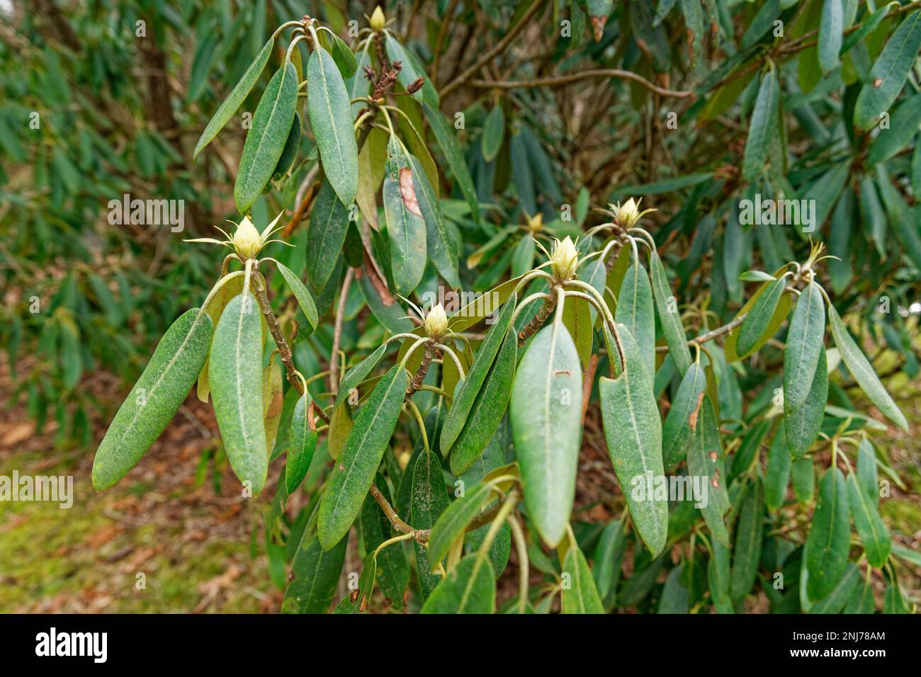 A rhododendron plant with buds surrounded by foliage ready to bloom closeup view in late wintertime Stock Photo