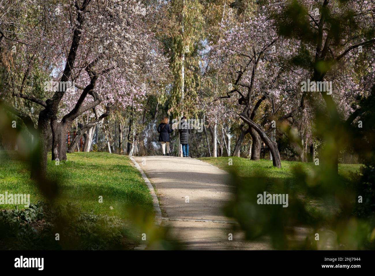 Quinta de los Molinos. Flower. Spring. Community of Madrid park at the