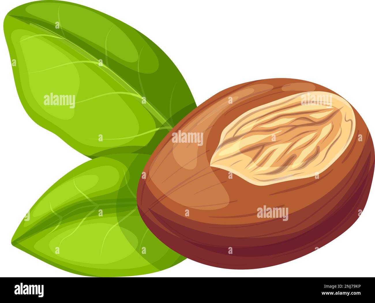 shea natural butter cartoon vector illustration color sign Stock Vector