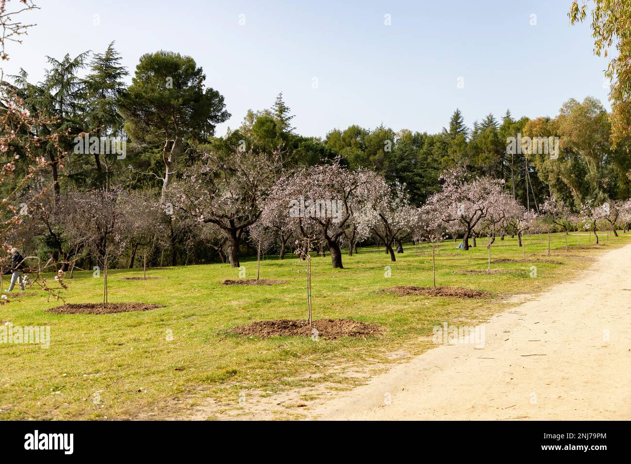 Quinta de los Molinos. Flower. Spring. Community of Madrid park at the