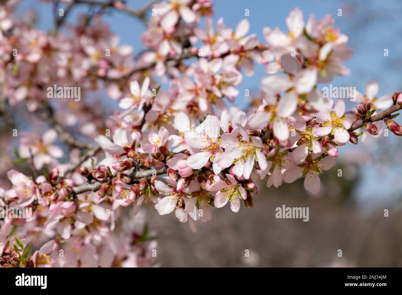 Quinta de los Molinos. Flower. Spring. Community of Madrid park at the