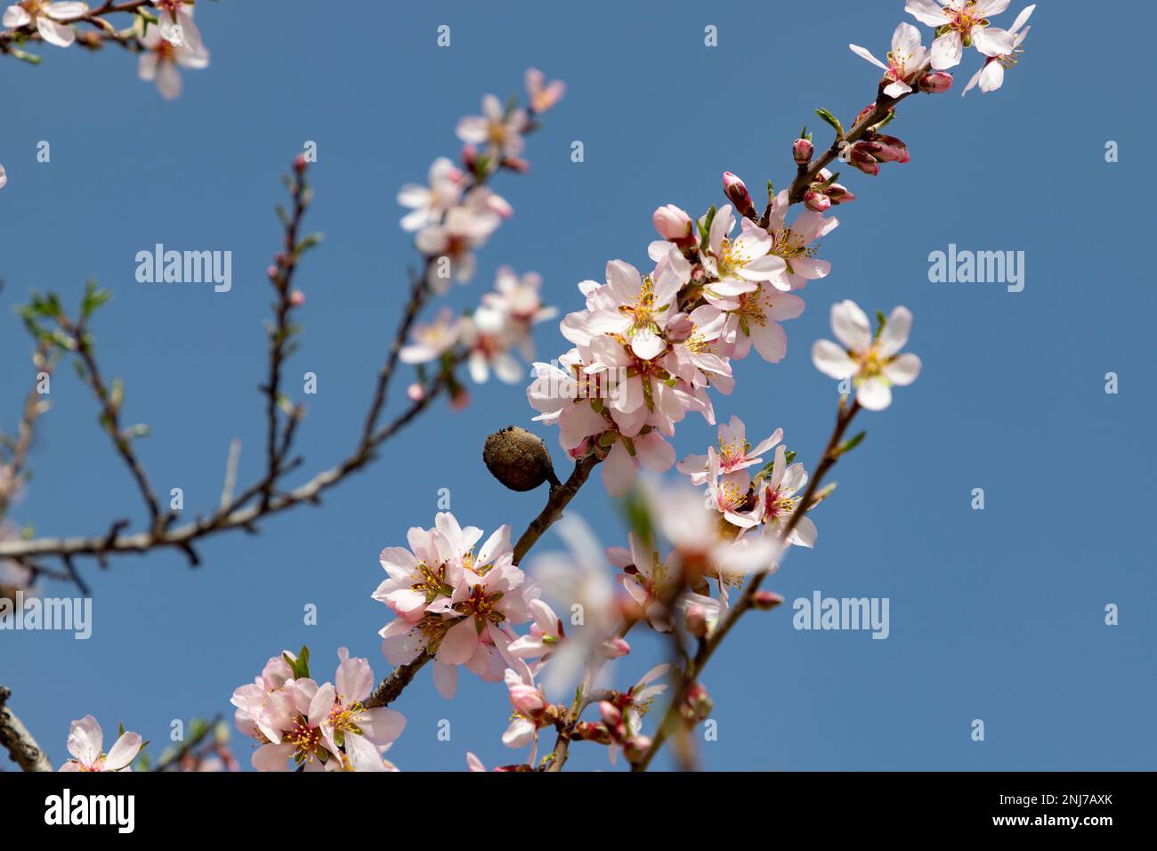 Quinta de los Molinos. Flower. Spring. Community of Madrid park at the