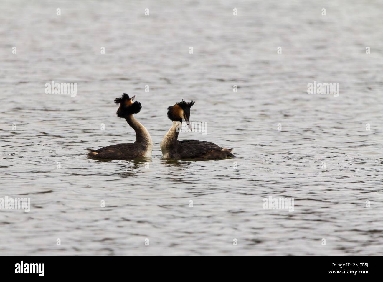 Grebe Head Great crested grebes courtship display Podiceps cristatus, twin black ...