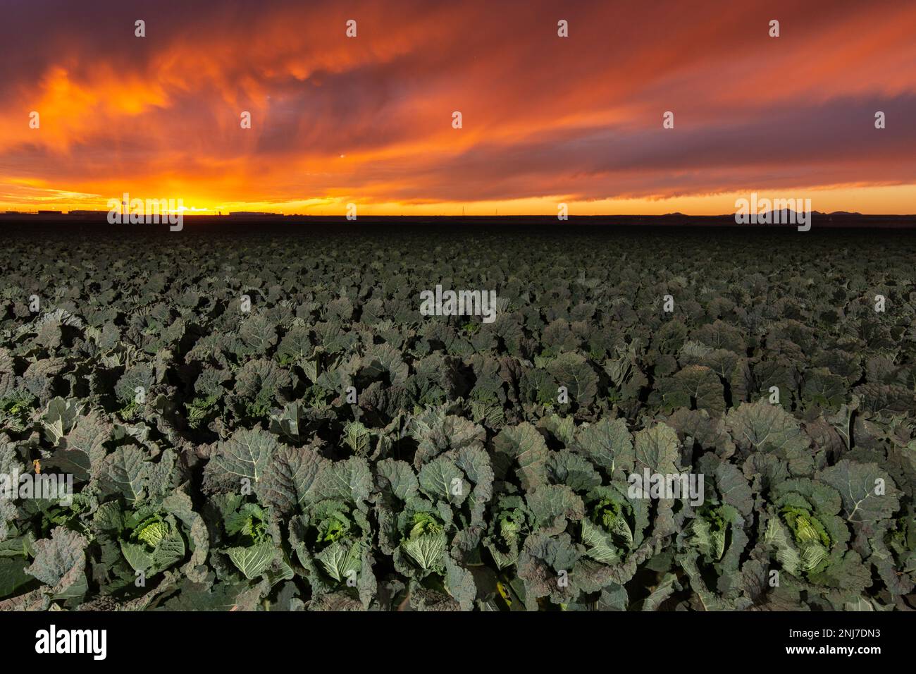 Sunset over Lettuce Stock Photo