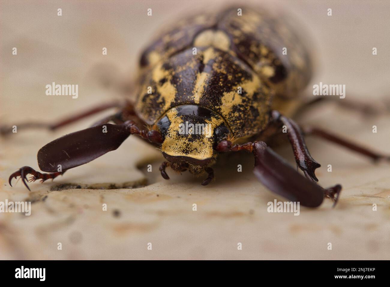 Macro image of a Turkish cockchafer, also Polyphylla fullo. Stock Photo