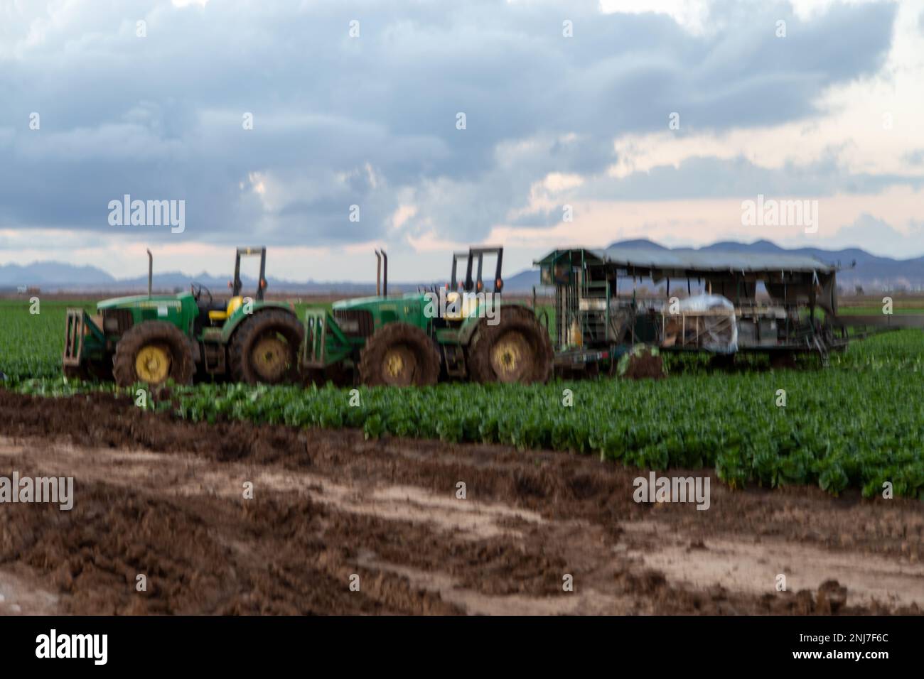 Agriculture in Yuma Az Stock Photo Alamy