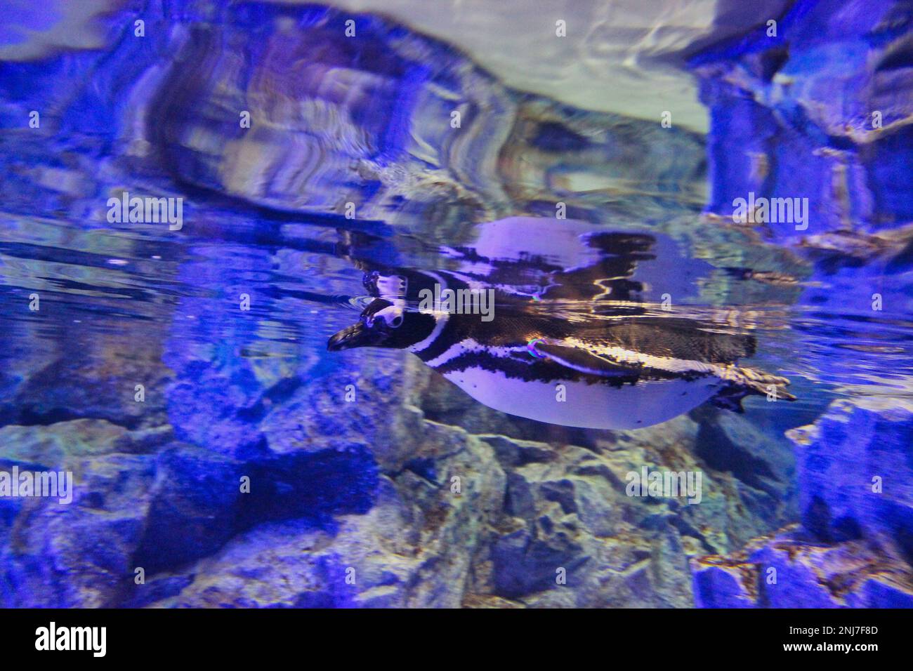 Full body shot of a swimming penguin underwater taken in a shimmering blue environment. Stock Photo