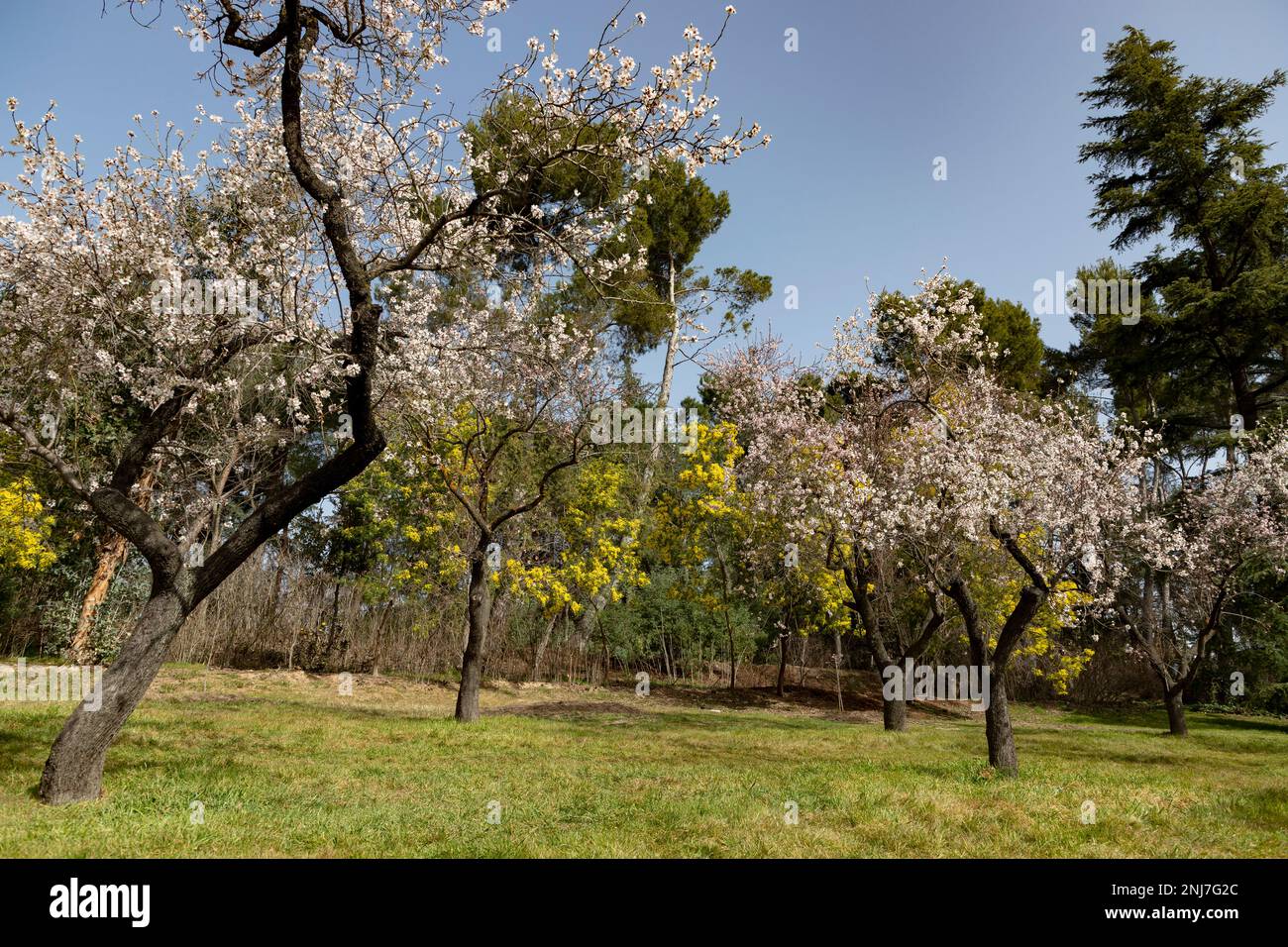 Quinta de los Molinos. Flower. Spring. Community of Madrid park at the