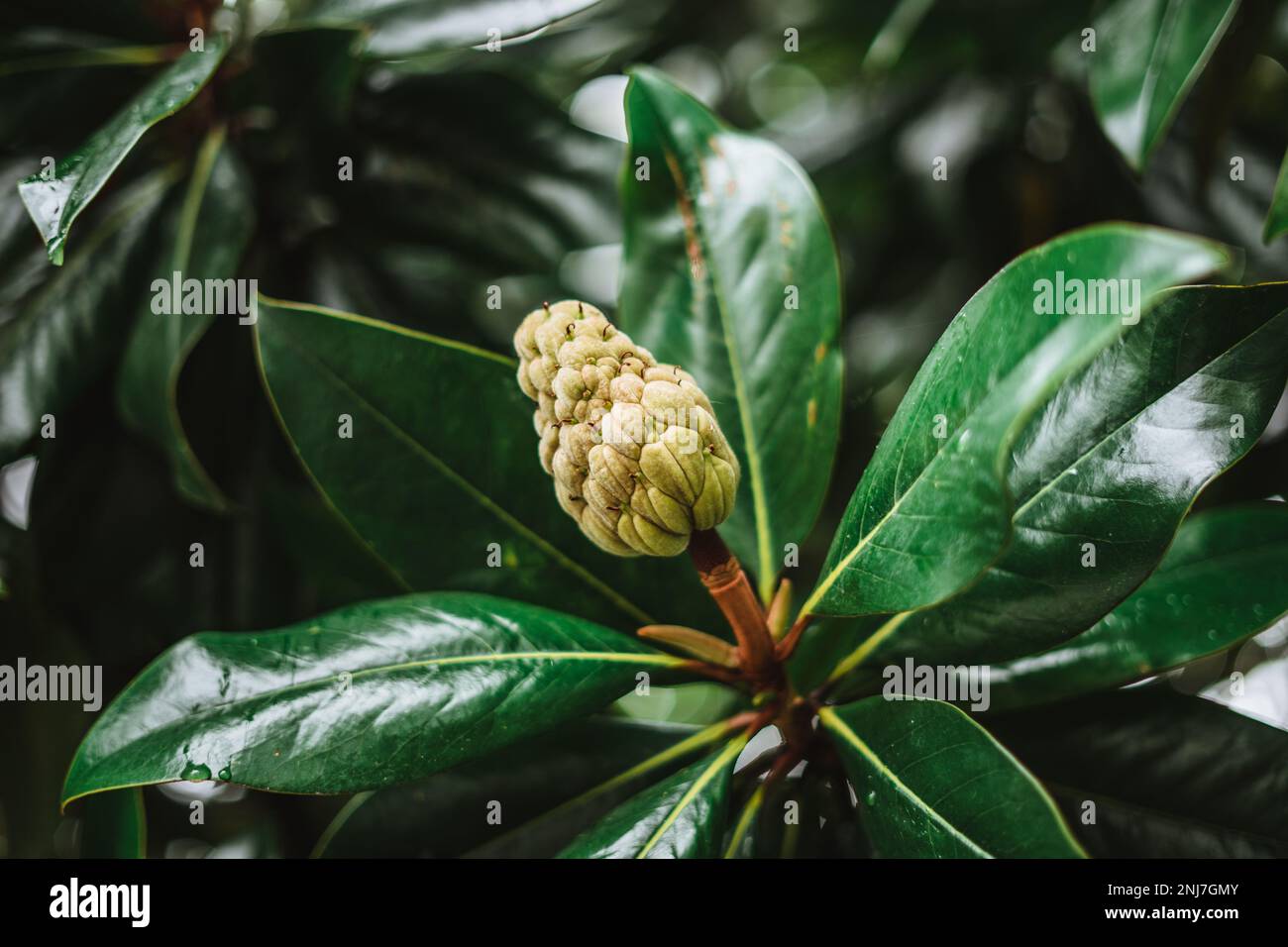 Seed and fruit of a magnolia tree with green leaves background Stock Photo