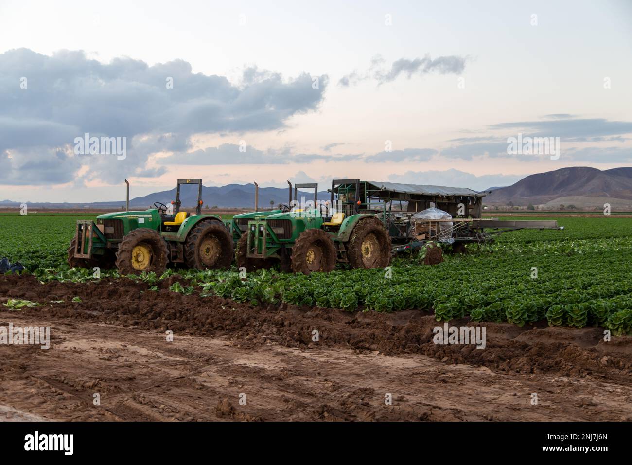 Agriculture in Yuma Az Stock Photo Alamy