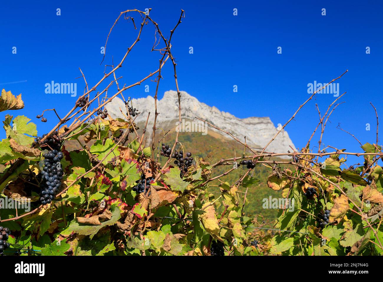 Savoyard vines, Chateau de Miolans, Haute Savoie, France. Stock Photo