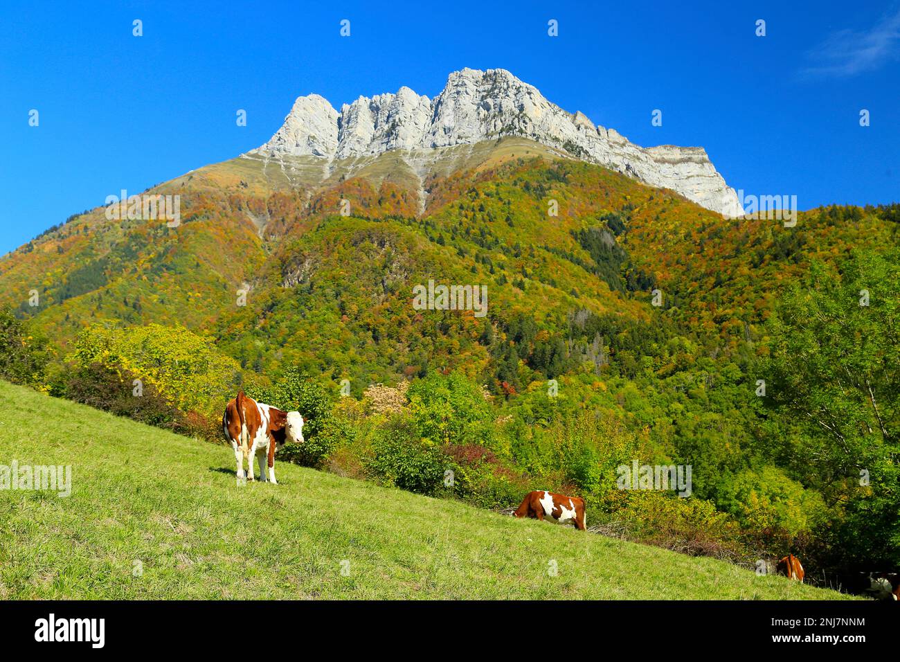 Cows grazing in the French Alps. Stock Photo