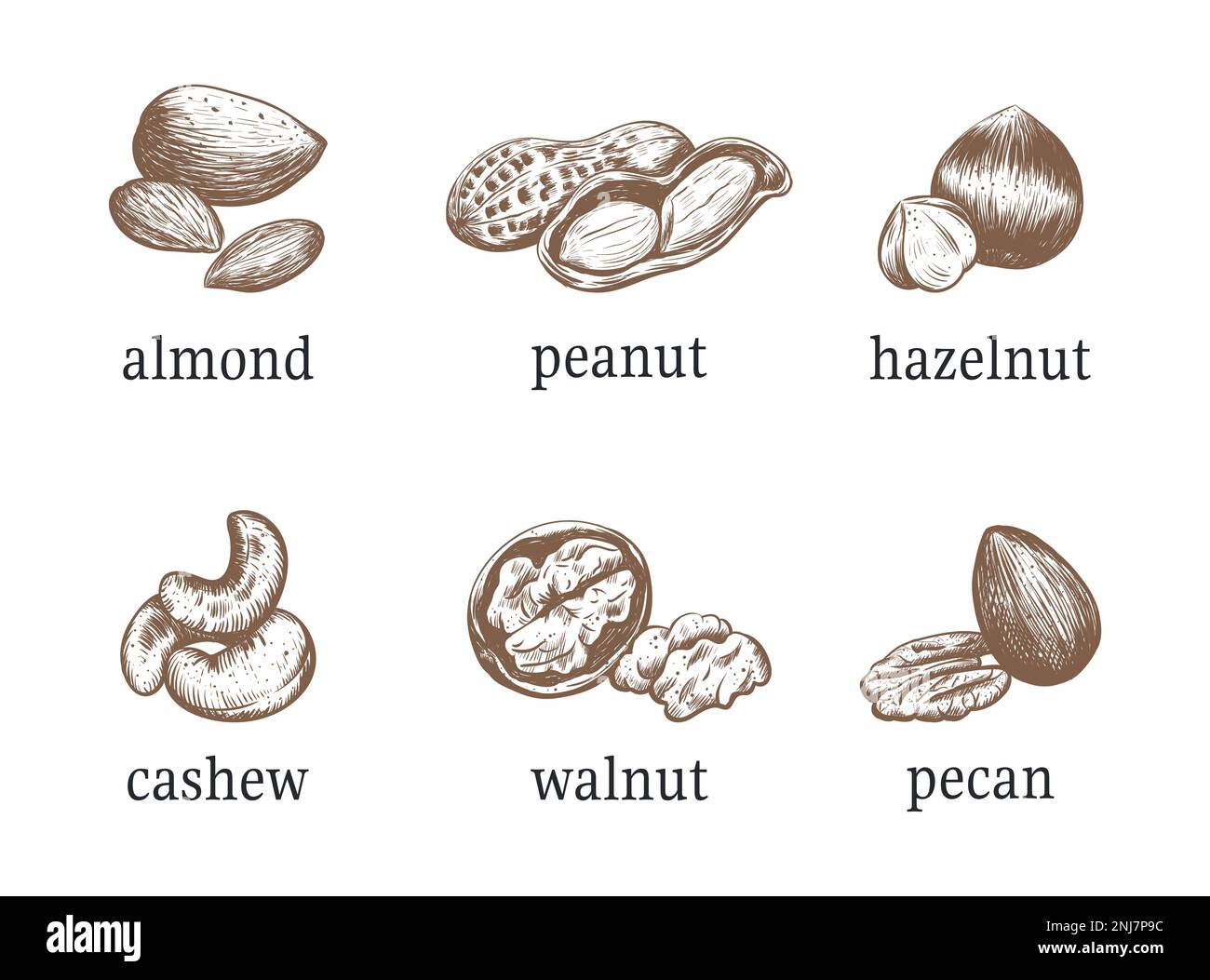 Nuts vector illustration Stock Vector Image & Art Alamy