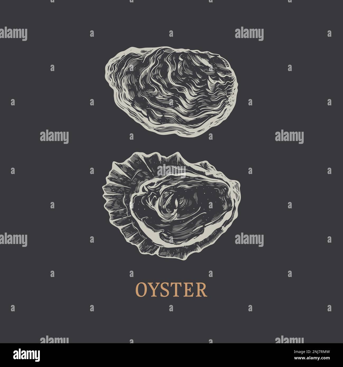 Oyster hand drawing. Oyster vector illustration Stock Vector Image