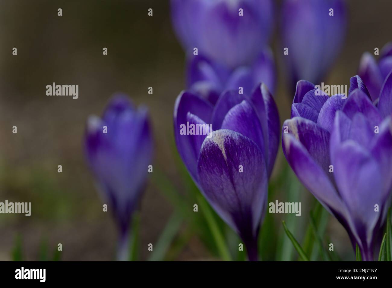 Purple crocus are growing in spring time Stock Photo