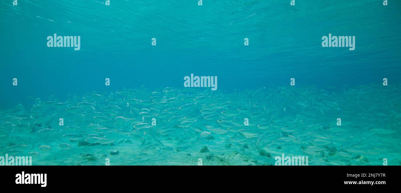 a school of herring takes shelter in the harbor, Black Point, Exuma, Bahamas Stock Photo