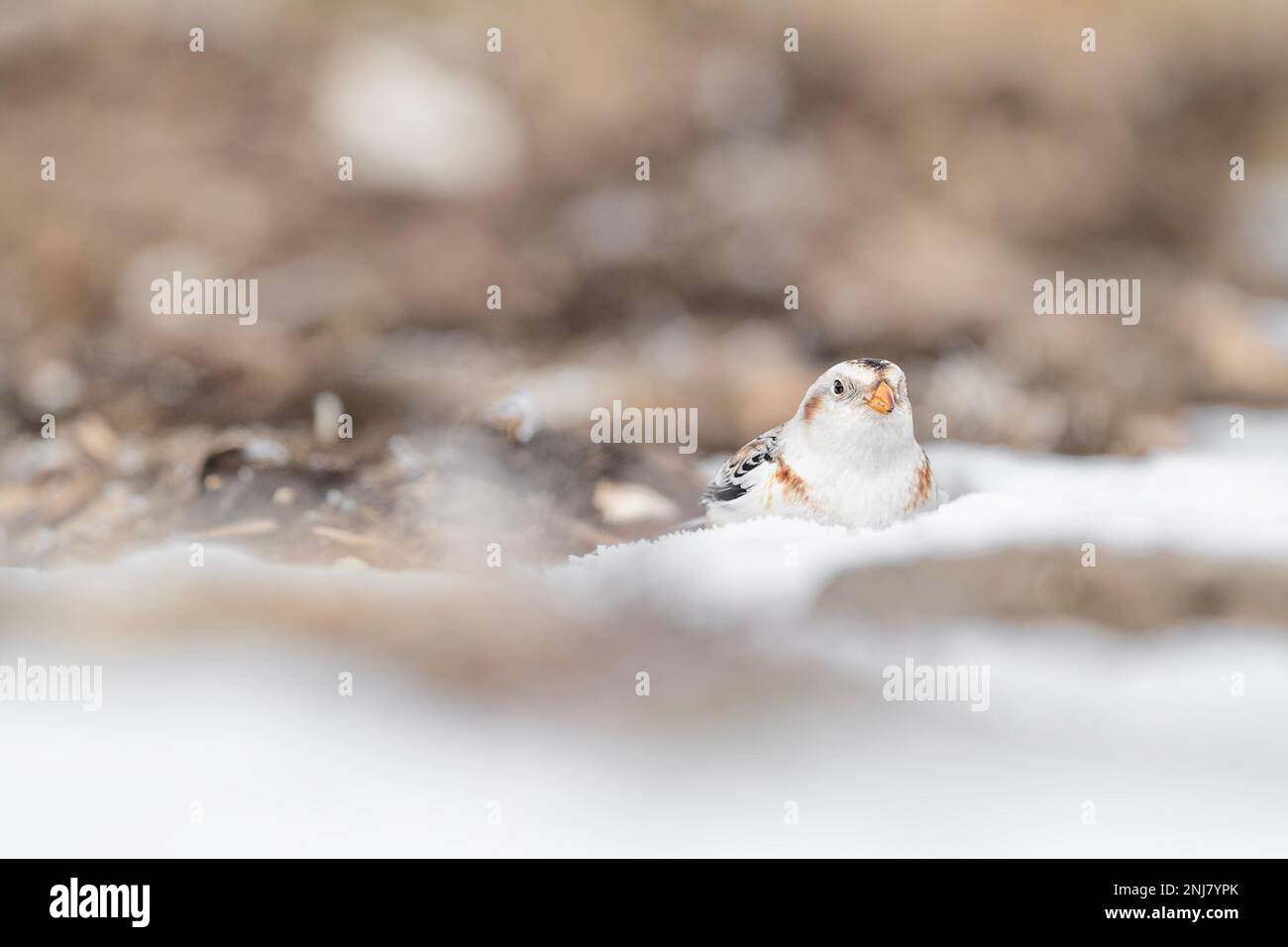 The most northerly recorded passerine in the world, the snow bunting (Plectrophenax nivalis) Stock Photo
