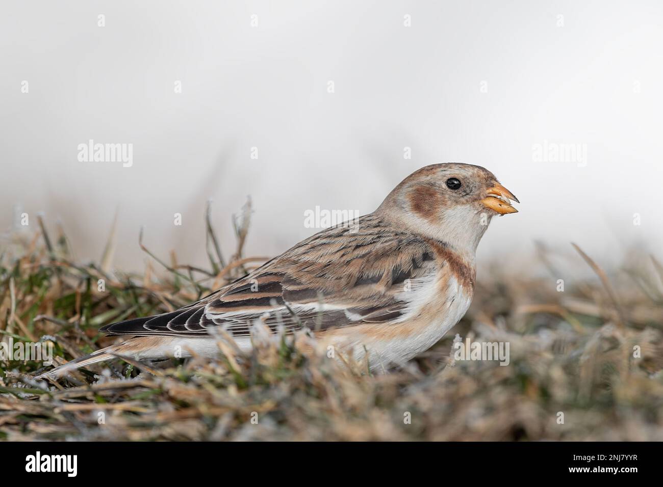 Eating seeds, extreme closeup for the snow bunting (Plectrophenax nivalis) Stock Photo
