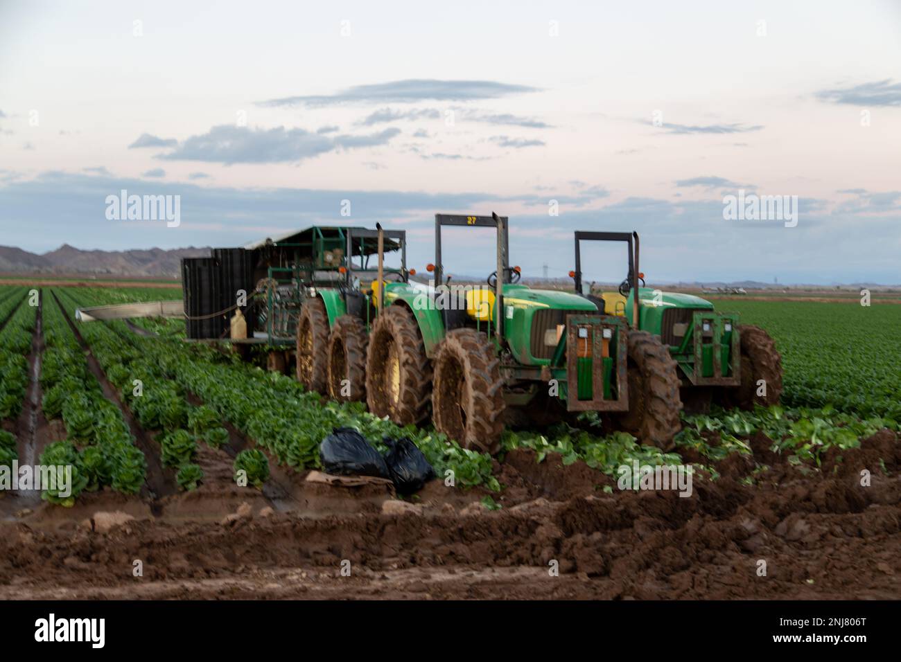 Agriculture in Yuma Az Stock Photo Alamy