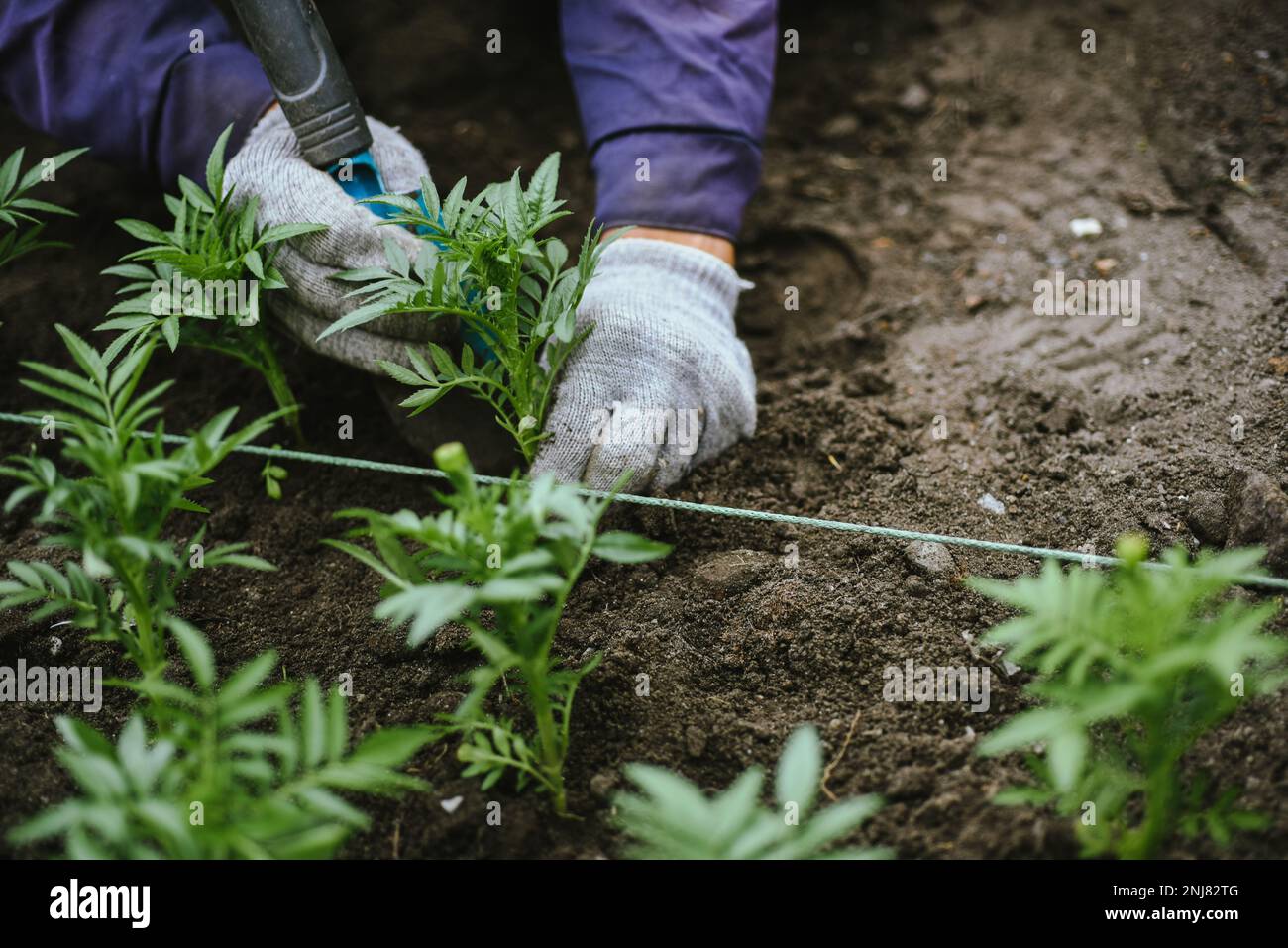 Gardener creates a landscape design by planting flower sprouts in