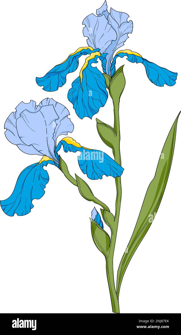 blue iris, flower branch with buds ink art, floral botanical vector illustration. hand drawn irises illustration element on white background Stock Vector