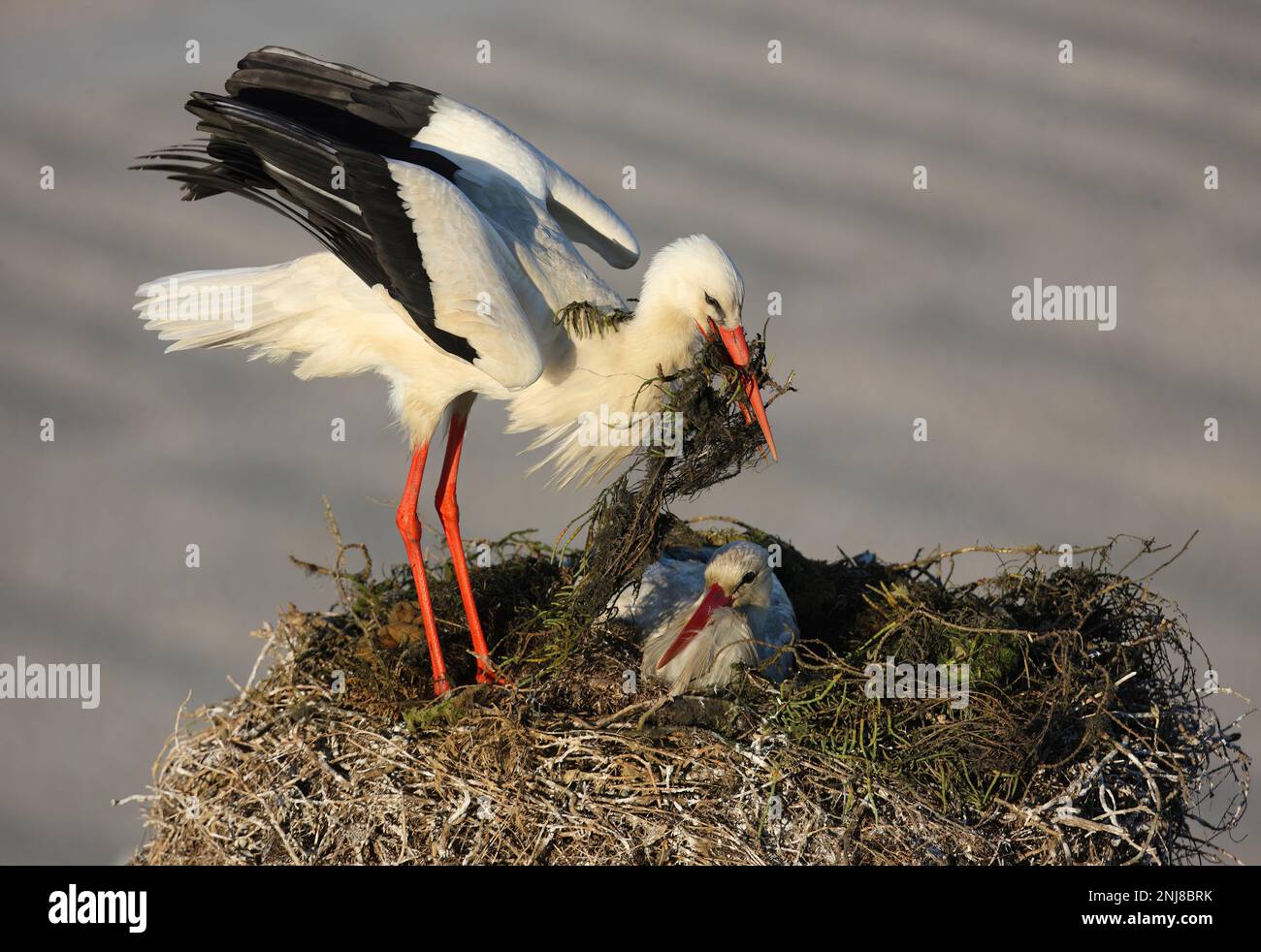White Stork (Ciconia ciconia) pair at nest, returning bird with nest