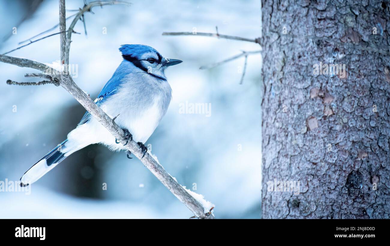 Blue jay (Cyanocitta cristata) perched on a branch, winter scene Stock Photo