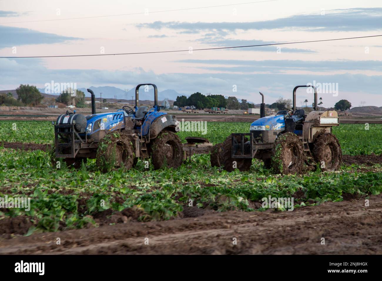 Agriculture in Yuma Az Stock Photo Alamy