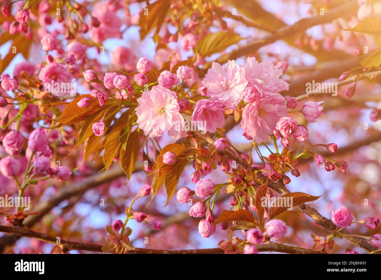 Amazing pink cherry blossoms on the Sakura tree in a blue sky ...