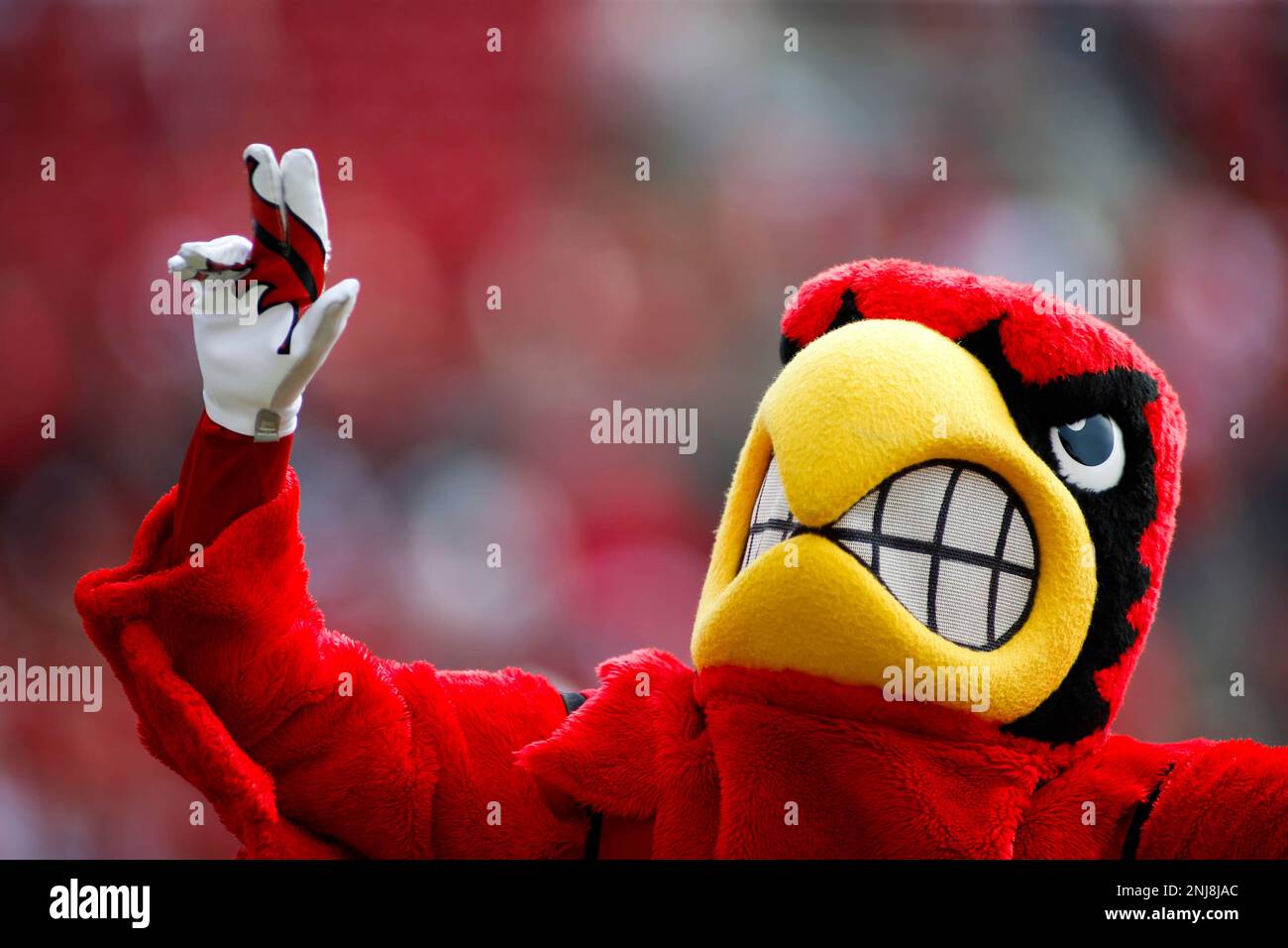 LOUISVILLE, KY - SEPTEMBER 24: Louisville Cardinals mascot Louie the Cardinal  Bird during the Louisville Cardinals game versus the USF Bulls on September  24, 2022, at Cardinal Stadium in Louisville, KY. (Photo, image size:1300x956