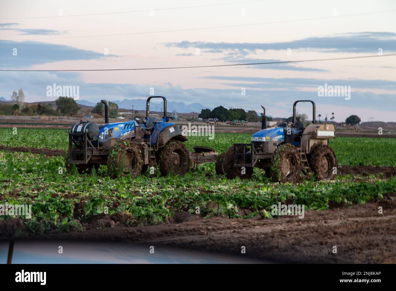 Agriculture in Yuma Az Stock Photo Alamy