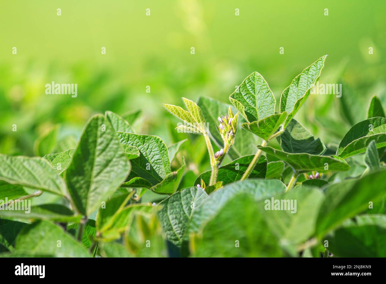 Soybean plant hires stock photography and images Alamy