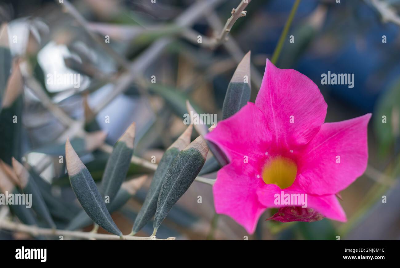 A closeup of the beautiful pink flowers of Mandevilla, or Dipladenia sanderi, a blooming flower
