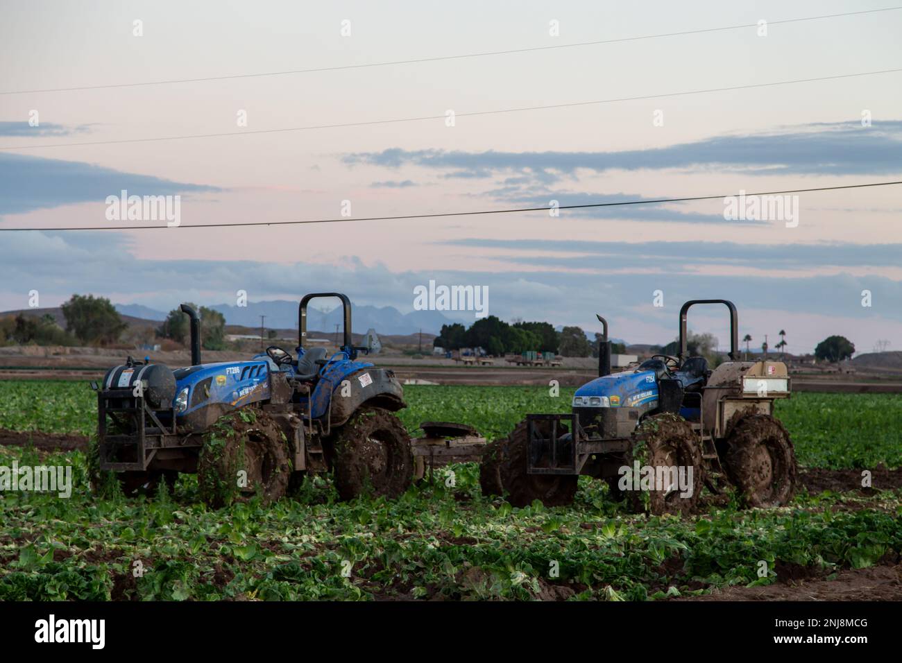 Agriculture in Yuma Az Stock Photo Alamy